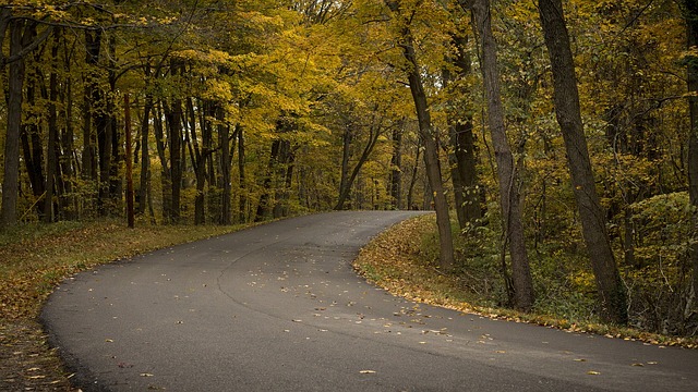 A forest road with Autumn colours of yellow and brown.