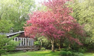 Cherry blossom tree in front garden of a bungalow in a rural setting