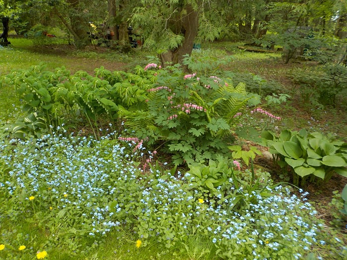 Forget-me-not in the garden with Bleeding Heart