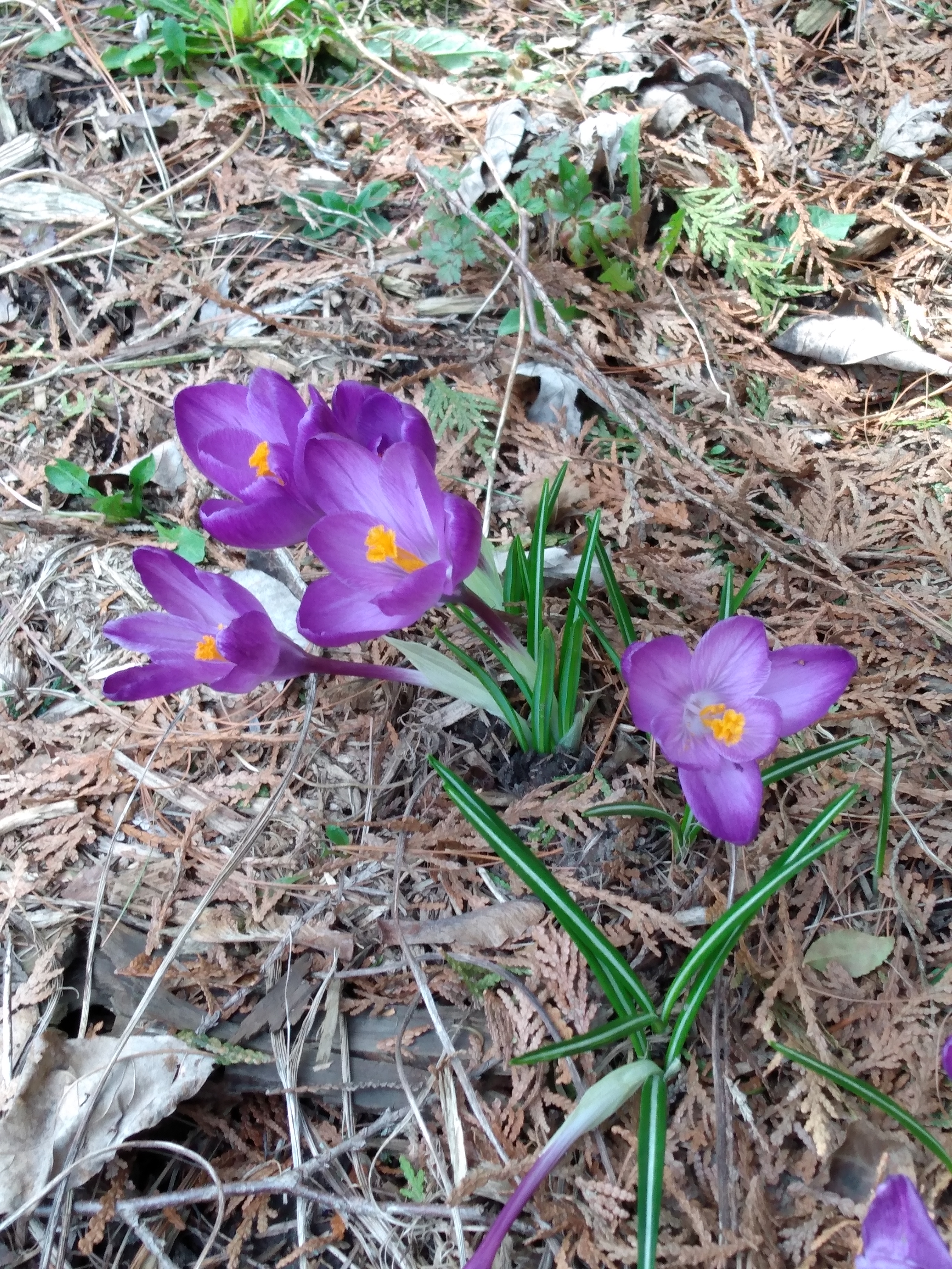 Blue Bells in the spring garden