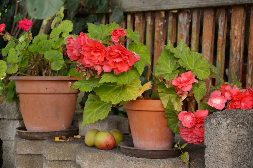Begonias in plant pots