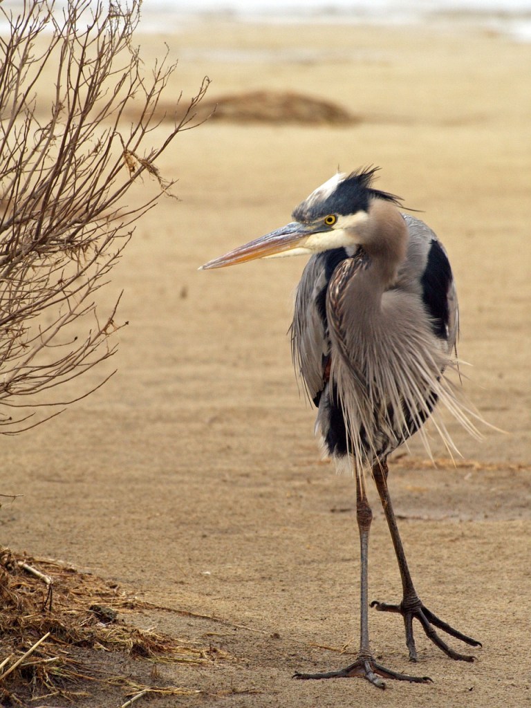 A blue heron walking in the marshes.