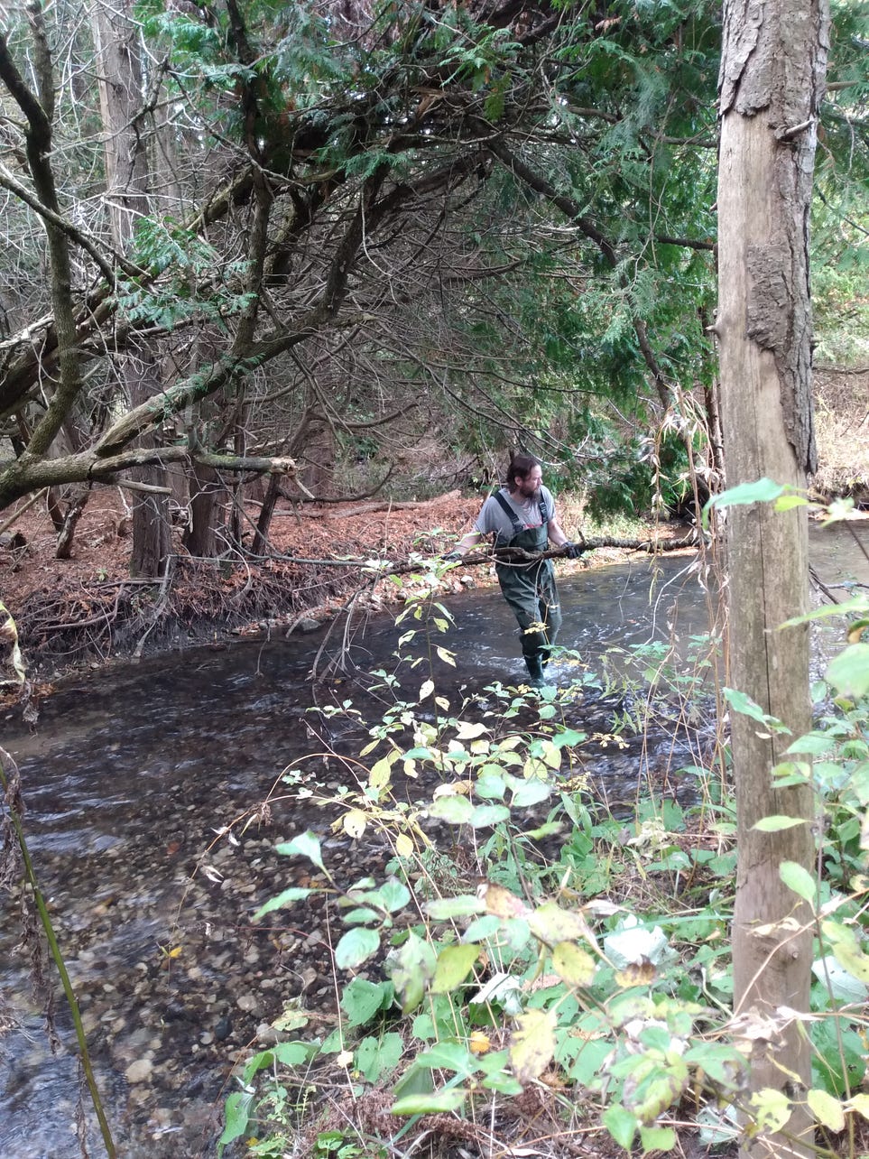 A man clearing tree limbs from a river.